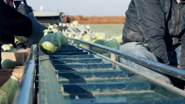 農家は収穫したキャベツとコンベアを卸しています — ストック動画