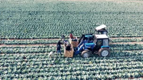 Traktory a farmáři je nakládají sklizeným zelím — Stock video