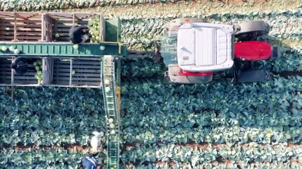 Вид зверху фермерів за допомогою тракторного конвеєра для збору капусти — стокове відео