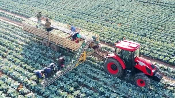 Farmers are putting harvested cabbage onto the tractor conveyor — Stock Video