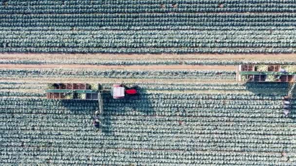 트랙터와 농부들이 있는 양배추 밭의 맨 위 사진 — 비디오