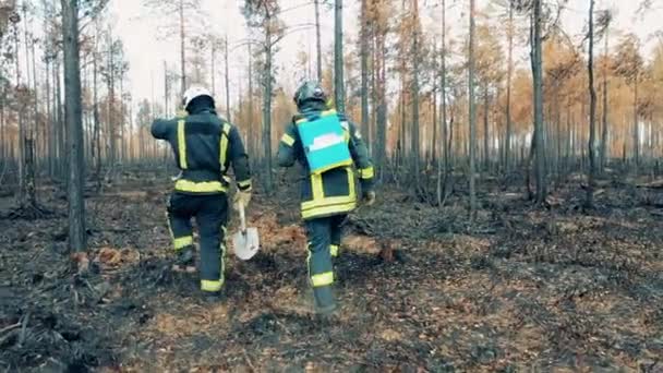 Выжженный лес с пожарными-мужчинами, пересекающими его — стоковое видео