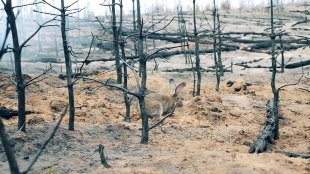 Królik szuka jedzenia w strefie pożaru lasu. — Wideo stockowe