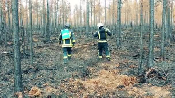 Два пожарных идут по выжженному лесу — стоковое видео