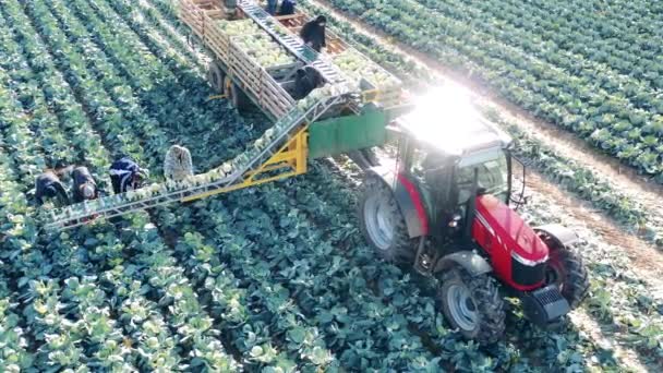 Bauern laden Kohl auf das Traktorband — Stockvideo