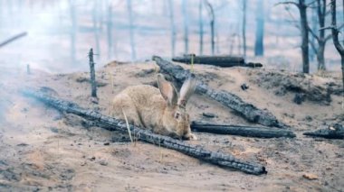 Bir tavşan orman yangını alanında yeşil ot yiyor.