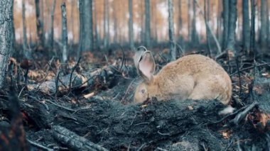 Yanmış ormanın ortasında bir tavşan.