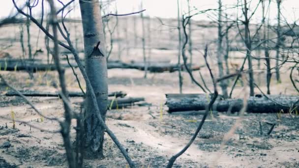 Ground of the burnt-out forest covered with ashes — Stock Video