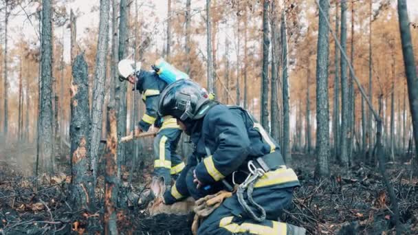 Brandweerman neemt en strijkt een konijn in het uitgebrande bos — Stockvideo