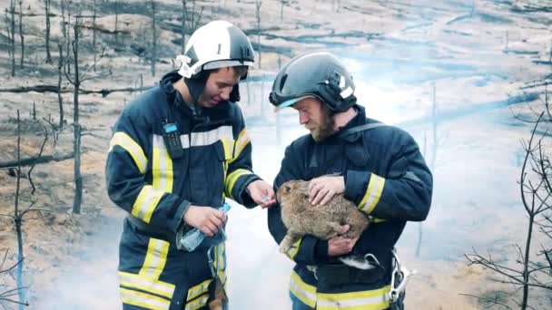 Brandweerlieden zorgen voor een gered konijn na de brand. — Stockvideo