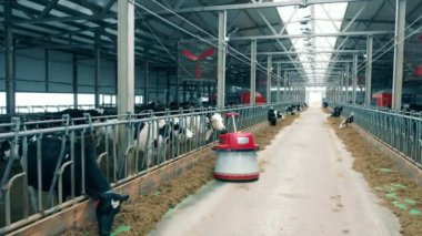 Otomatik yem satıcılı bir sığır evi samanları hareket ettiriyor.