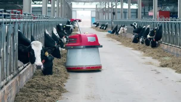 Empujador de alimentación automatizado se está moviendo a través de la vaca — Vídeos de Stock