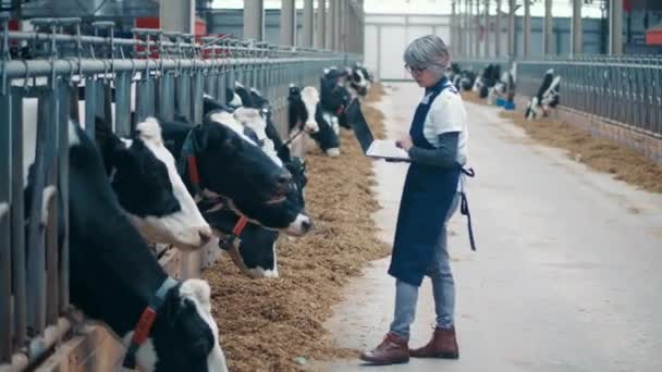 Una contadina con un portatile sta controllando le mucche. — Video Stock