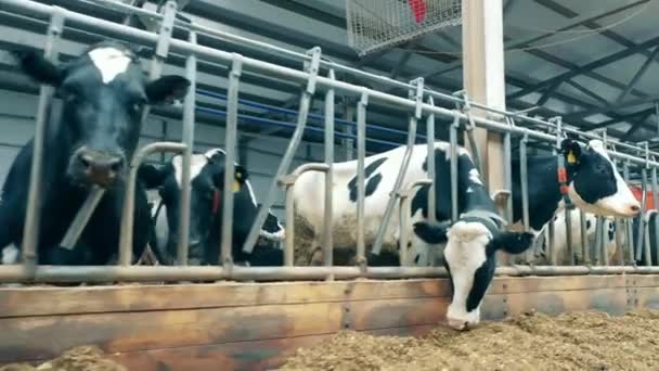 Vacas da quinta lascada estão comendo feno — Vídeo de Stock