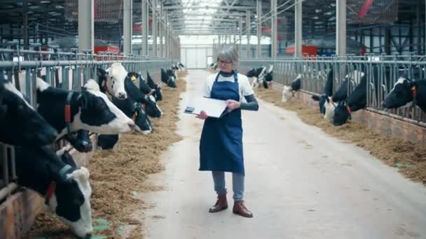 Cowhouse med en kvinnlig arbetare som håller en bärbar dator och ler — Stockvideo