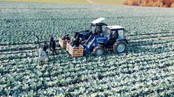 Фермеры вкладывают капусту в комбайны — стоковое видео