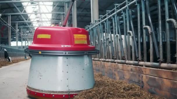 Spintore automatico di alimentazione si avvicina il fieno alle mucche — Video Stock