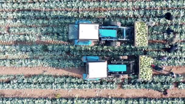 Вид сверху на сбор капусты группой фермеров — стоковое видео
