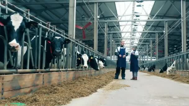 Two cowhouse workers are talking next to the cows — Stock Video