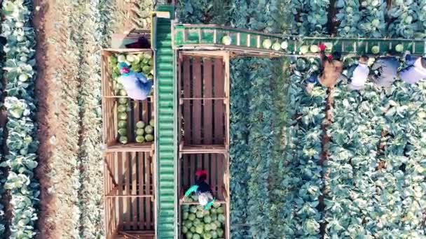 Фермеры используют механизированный конвейер для сбора капусты — стоковое видео