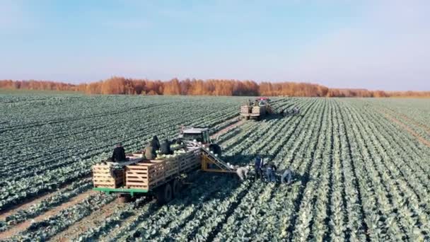 Bauern arbeiten mit Erntehelfern beim Sammeln von Kohl — Stockvideo