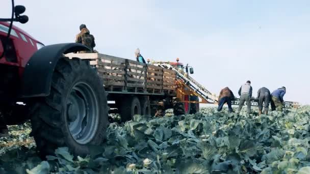 Bauern laden Kohl in die Erntemaschinen — Stockvideo