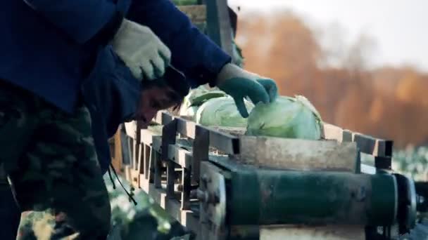 Zemědělští dělníci dávají zelí na transportér — Stock video