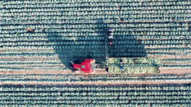 Bir tarım makinesi tarafından yapılan lahana tarlası hasadının en üst görüntüsü — Stok video