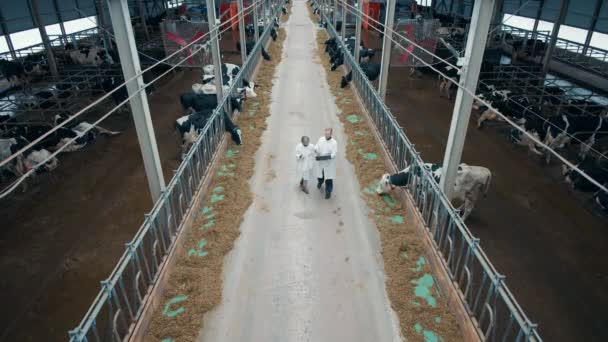 Vista superior de la casa de vacas con dos trabajadores agrícolas caminando por ella — Vídeo de stock