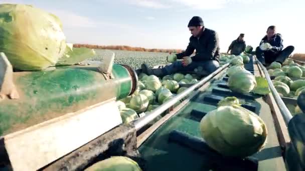 Механизированный транспортер с фермерами, собирающими из него капусту — стоковое видео
