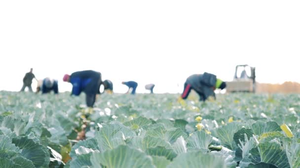 Группа фермеров собирает капусту на поле — стоковое видео