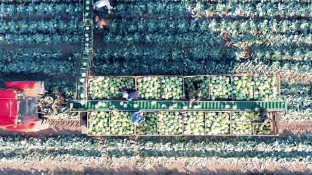 농부들은 콘베이어를 혼합하여 양배추를 분류하고 있다 — 비디오