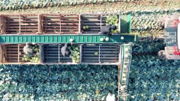 Horní pohled na zemědělce třídění zelí na mechanizovaném dopravníku — Stock video