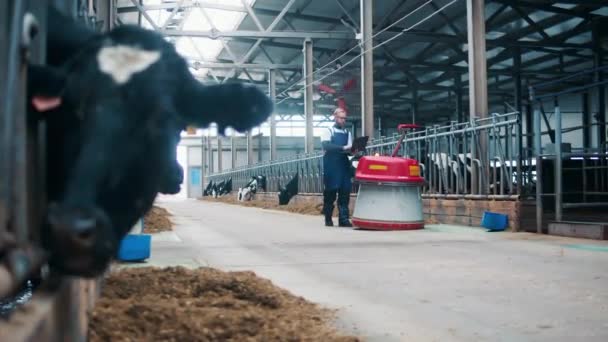 Αγελάδες με έναν αγρότη που χειρίζεται έναν αυτόματο προωθητή τροφών — Αρχείο Βίντεο
