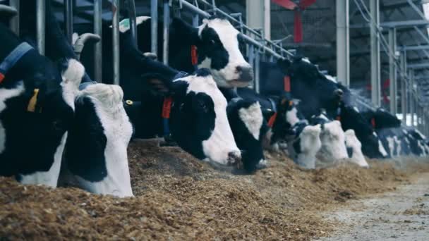 Las vacas comen heno en el establo. — Vídeos de Stock