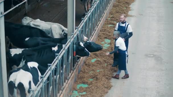 奶牛场的工人正在给奶牛喂宠物 — 图库视频影像