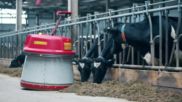 Boerderijkoeien met een geautomatiseerde voerschuiver die er langs beweegt — Stockvideo