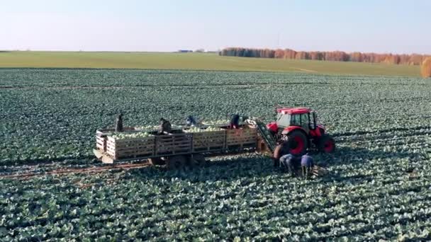 Kohlfeld mit einer landwirtschaftlichen Maschine und einer Gruppe von Bauern — Stockvideo