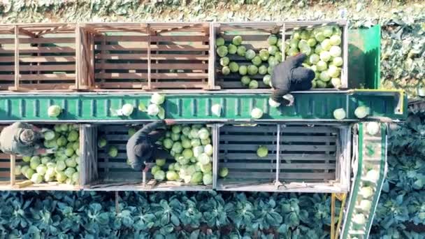 Oogsttransporteur met kool en boeren die het sorteren — Stockvideo