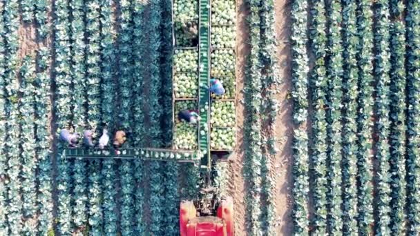 Vista superior do transportador da colheitadeira que está sendo usado para coletar repolho — Vídeo de Stock