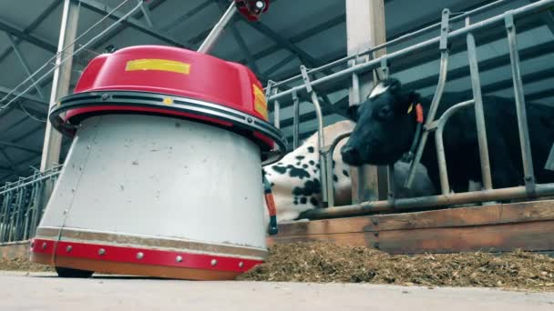 Koeien kijken naar een geautomatiseerde voerschuiver die voorbij hen beweegt. — Stockvideo