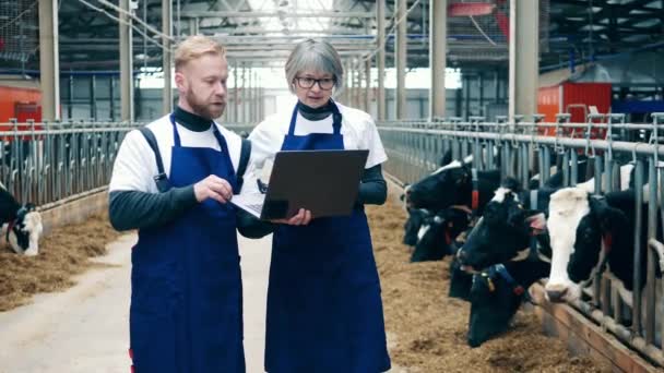 Dva dělníci v kravíně stojí s laptopem a mluví — Stock video