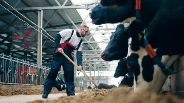 Trabajador de la vaca está paleando heno para las vacas — Vídeo de stock