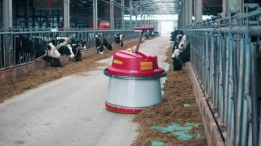 Robot samanları ineklere yaklaştırıyor.