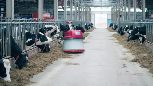 Robot se mueve a través de la granja de vacas — Vídeos de Stock