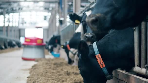 As vacas da quinta estão comendo com um robô por perto — Vídeo de Stock