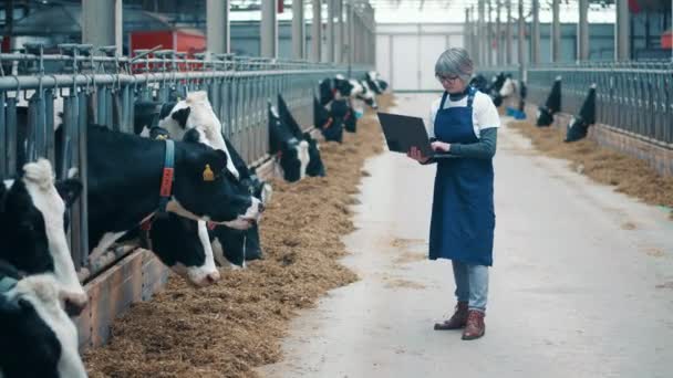 Female specialist with a laptop is observing farm cows — Stockvideo