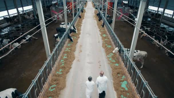 Top view of a cow farm with two specialists walking through it — Stockvideo