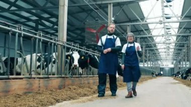 Farm specialists are walking along the cow farm and talking