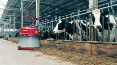 Cows are eating while robot is moving through the farm